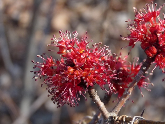 {Acer rubrum var. rubrum}